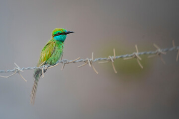 Obraz premium lilac roller