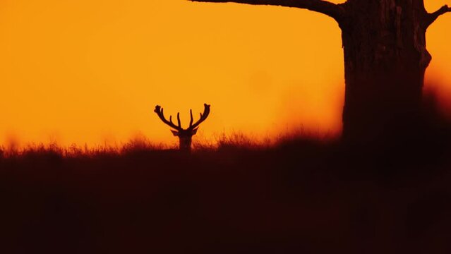 Dramatic static shot of the silhouette of a male deer with a large rack looking over the crest of a hill near a tree staring and ears twitching, slow motion