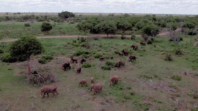 Drone stock footage of elephants grazing in Tsavo National Park in Kenya