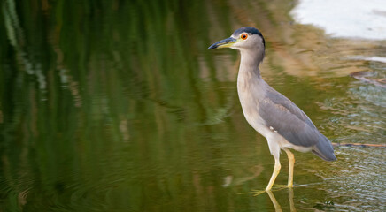 Naklejka premium great blue heron