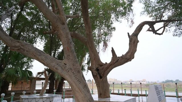 Tree of Adam or of Knowledge, El Qurna in Iraq