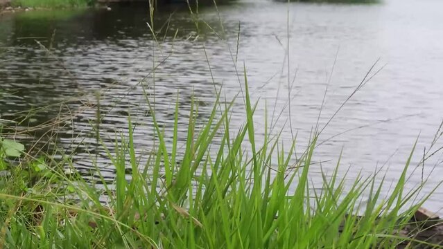 Close up of green leaves in the gentle breeze, HD Video. artificial lake.