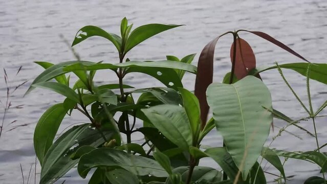 Green leaves on bushes moving by soft winding, HD Video