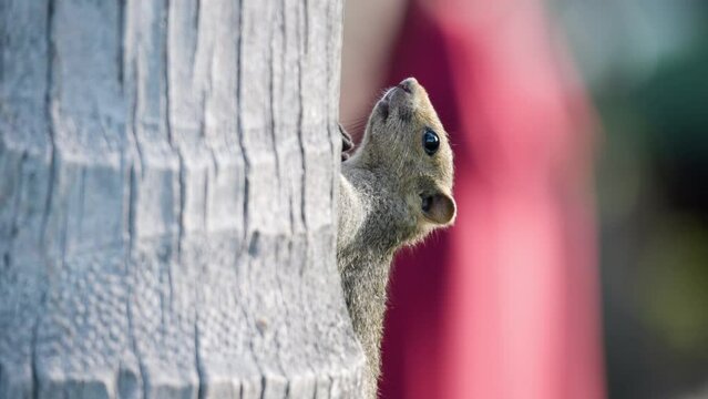 Cute Gray-Bellied Squirrel (Callosciurus caniceps) Hanging Holding Position Climbing Up Coconut Palm Tree Trunk And Looking Alerted at Camera Slowly Turning Head - close-up slow motion