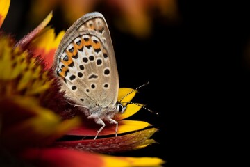 Beautiful white butterfly on a yellow red flower isolated on black background 