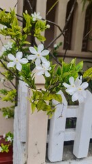 white flowers in a garden