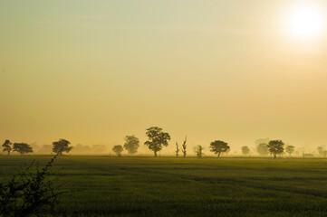 Fototapeta premium Beautiful Nature in the rural village Sri Lanka early morning