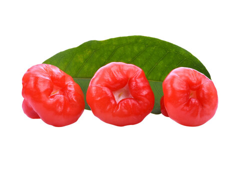 Java apple, Semarang rose-apple (Syzygium samarangense ) or wax jambu transparent png