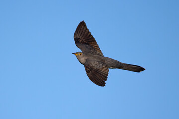 Obraz premium Common cuckoo (Cuculus canorus)