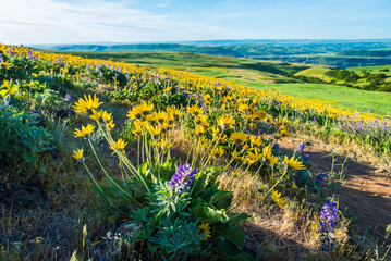 Obraz premium Vivid Wildflowers In Bloom