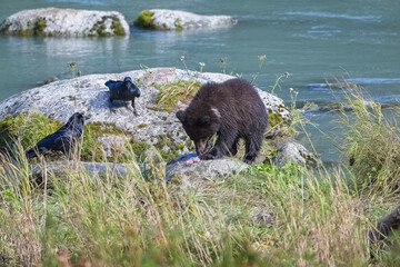 A young grizzly eating salmon in the river in Alaska in autumn, with crow
