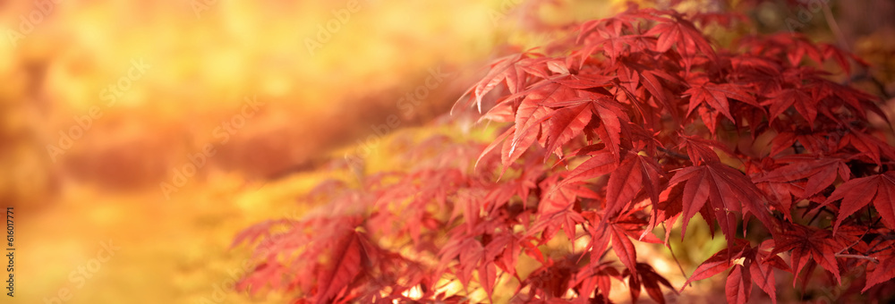 Wall mural closeup on beautiful leaf of a japanese maple tree in sunny light - autumnal foliage