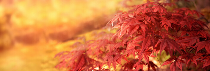 closeup on beautiful leaf of a japanese maple tree in sunny light - autumnal foliage