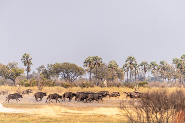 Telephoto shot of a herd of blue wildebeest - Connochaetes taurinus- running through the Okavango...