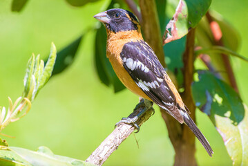black-headed grosbeak (Pheucticus melanocephalus)