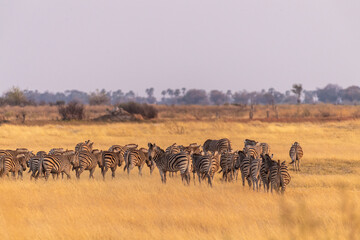 Fototapeta na wymiar Telephoto shot of a large herd of Burchell's Plains zebras, Equus quagga burchelli, running on the dry lands of the Okavango Delta, Botswana.