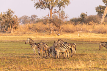 Telephoto shot of a large herd of Burchell's Plains zebras, Equus quagga burchelli, running on the dry lands of the Okavango Delta, Botswana.