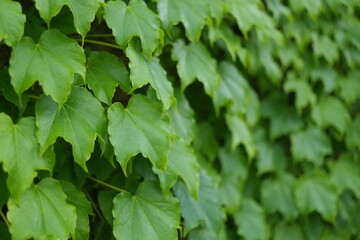 Green ivy leaves filled the walls.