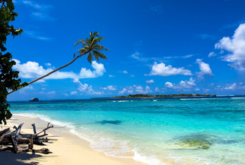 Summer palm tree  and Tropical beach with blue  sky background