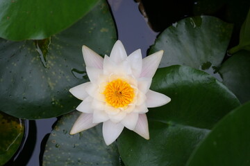 A white and pure lotus flower bloomed