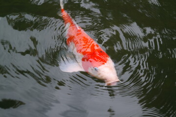There is a big koi living in the pond