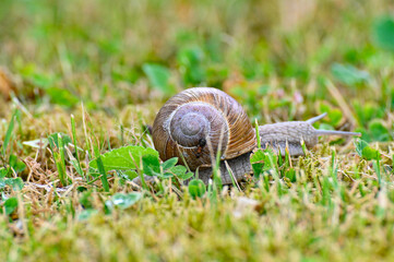 Closeup of roman snail escargot on lawn
