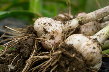 Close-up of garlic harvested in the field. ...