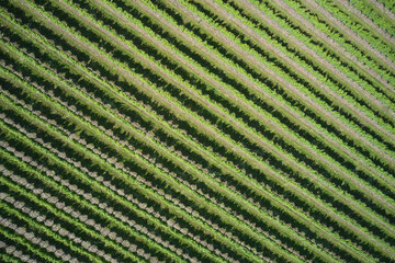 Vineyards in Italy. Vineyard plantation aerial view. Green rows of vineyards top view. Plantation vineyard top view diagonal