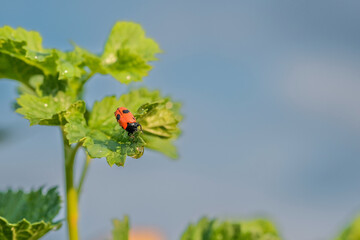 ladybug on a green leaf