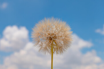 Beautiful dandelion flower seed isolated white cloud blue sky background