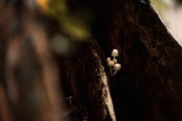 Wild mushroom growing from the soil in the forest