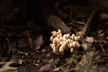 Wild mushroom growing from the soil in the forest