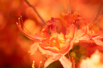 Flame azalea. Close up. Rhododendron calendulaceum
