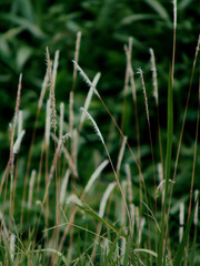Cogon rhizomatous grass, Imperata cylindrica, in the wind