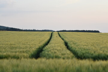 Weizenfelder-Felder-Sonnenuntergang-Natur