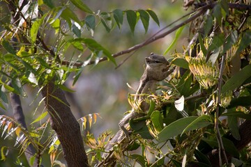 Squirrel sniffing flowers on a tree