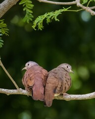 ruddy ground dove couple on a branch
