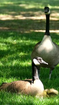 family of canadian geese on grass father goose stands looking out for danger mother sits near small cubs chicks offspring care protection