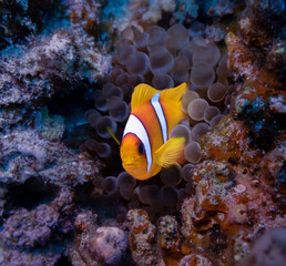 Obraz na płótnie Canvas Clownfish | Jalvanpage