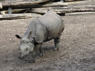 portrait of grey rhino animal  