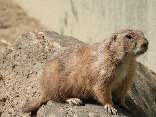 portrait of Mexican prairie dog 
