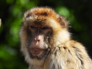 Obraz premium portrait of barbary macaque monkey