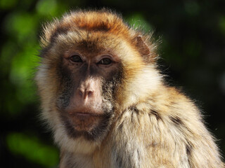 portrait of barbary macaque monkey