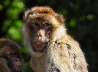 portrait of barbary macaque monkey