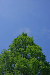 Obraz premium 자연 나무 풍경 하늘