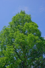 Obraz premium 자연 나무 풍경 하늘