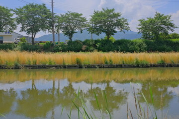 자연 나무 풍경 하늘