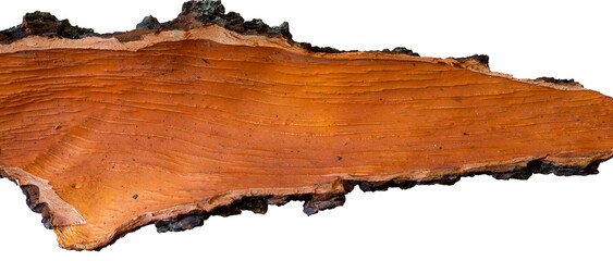 Bark isolated. The oak. Inside. Mockup. Top View. Copy space.