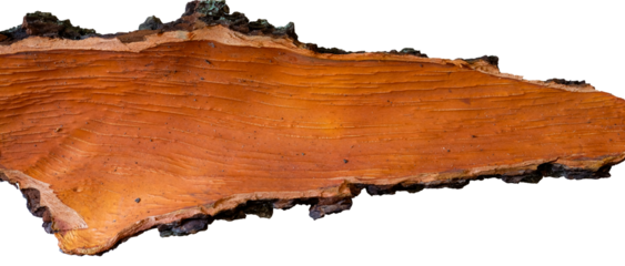 Bark isolated. The oak. Inside. Mockup. Top View. Copy space.