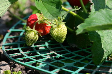 Erdbeere - Green - Red